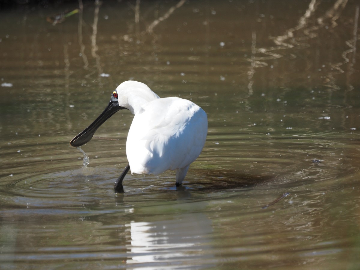 Royal Spoonbill - ML643409055