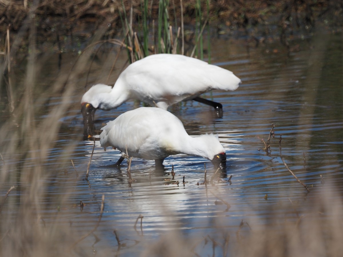 Royal Spoonbill - ML643409057