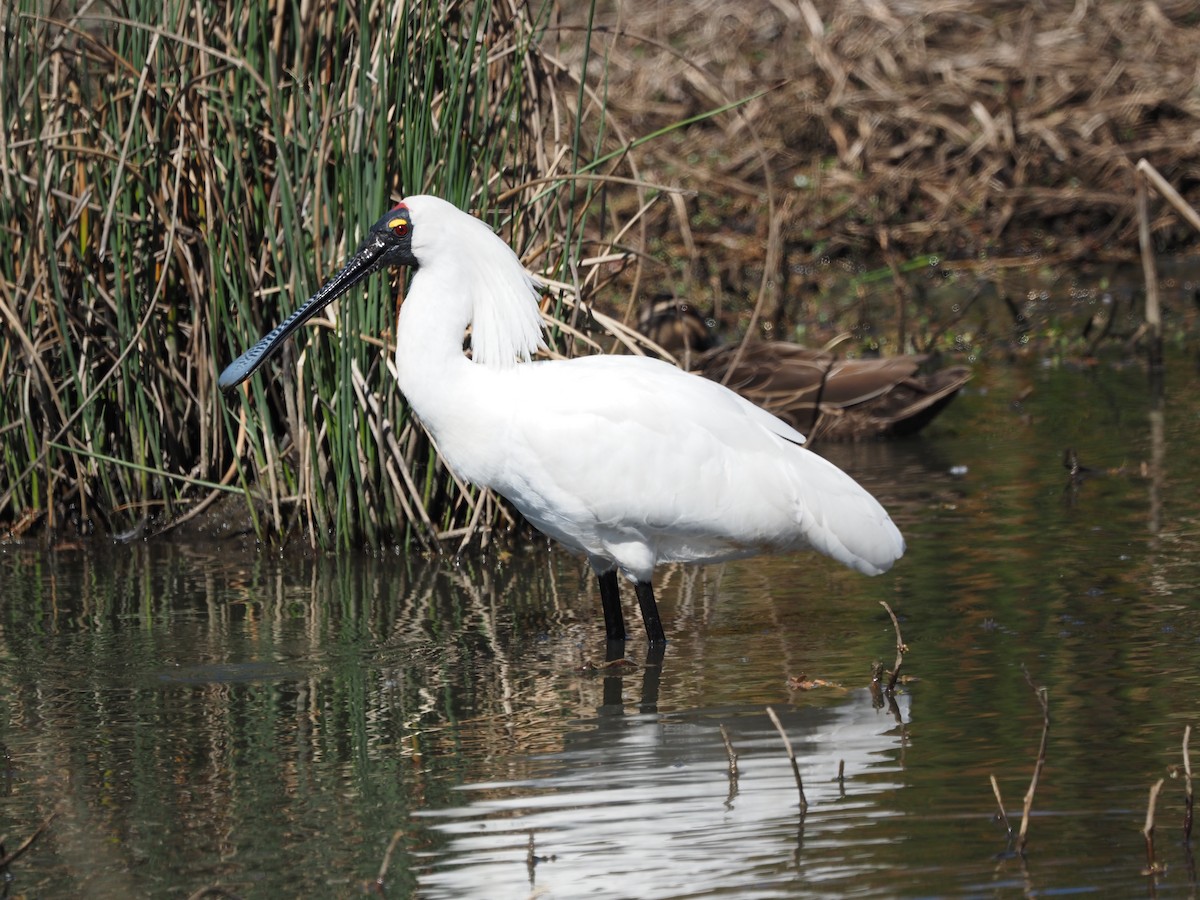 Royal Spoonbill - ML643409058