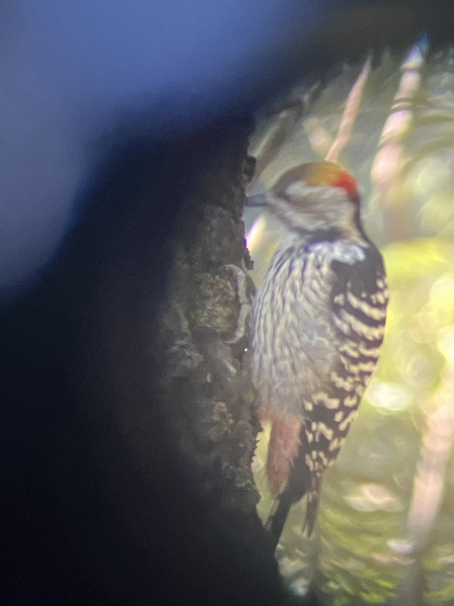 Brown-fronted Woodpecker - ML643409076