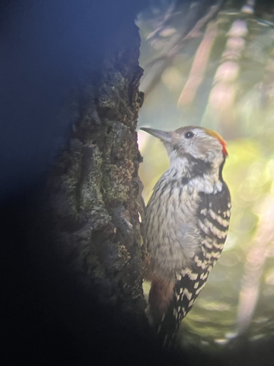 Brown-fronted Woodpecker - ML643409077