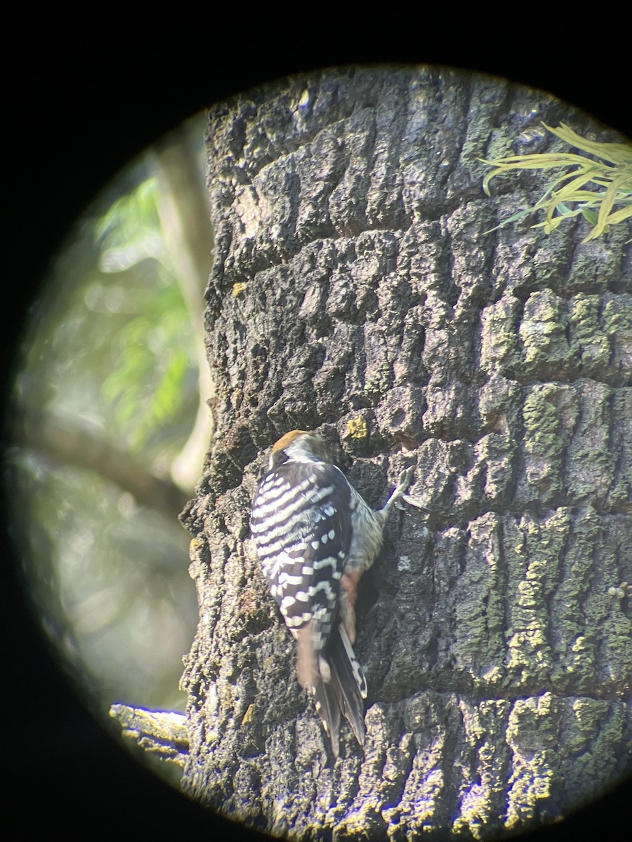 Brown-fronted Woodpecker - ML643409078