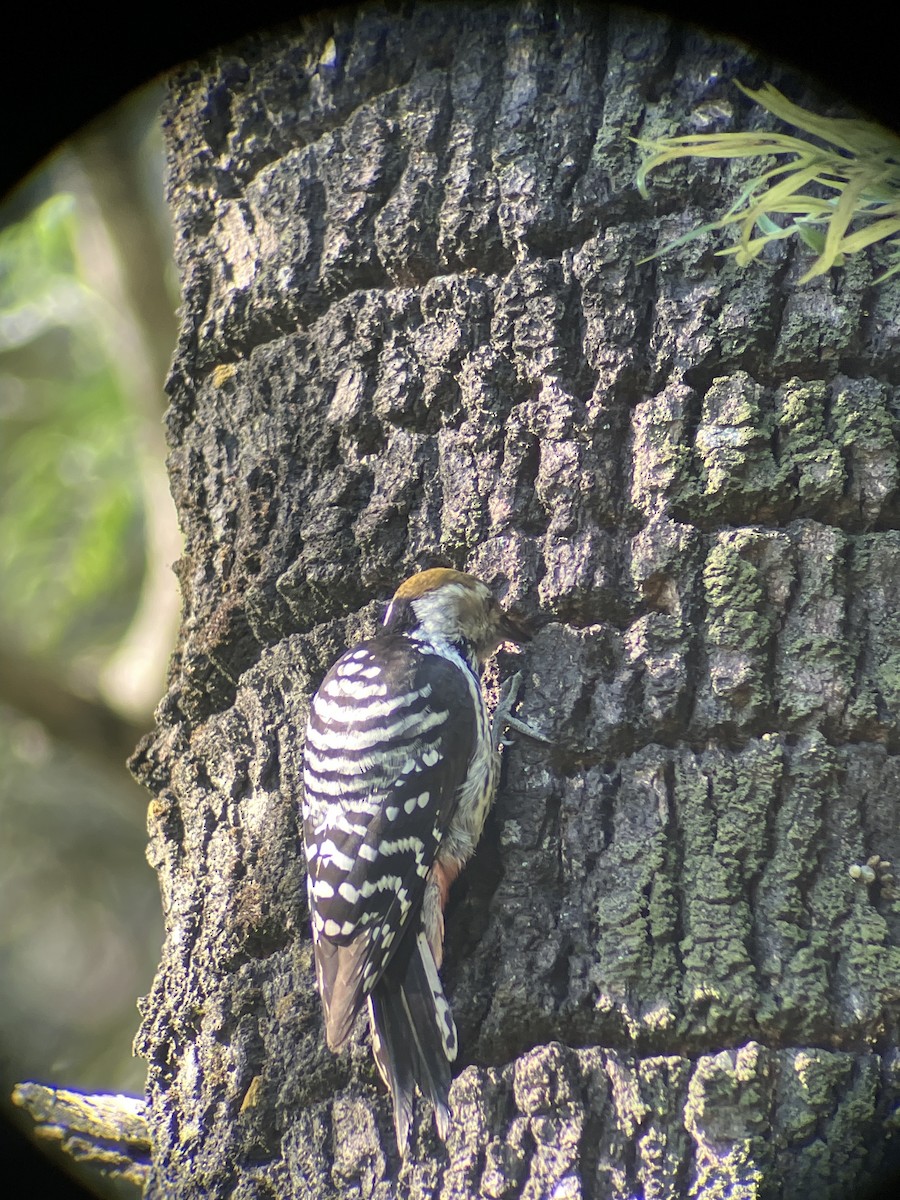 Brown-fronted Woodpecker - ML643409079
