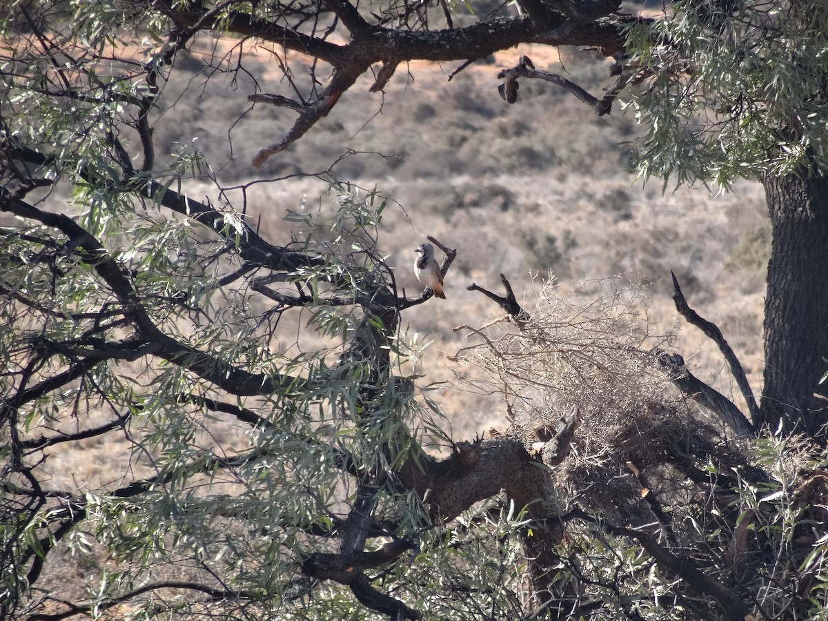 Crested Bellbird - ML643409080