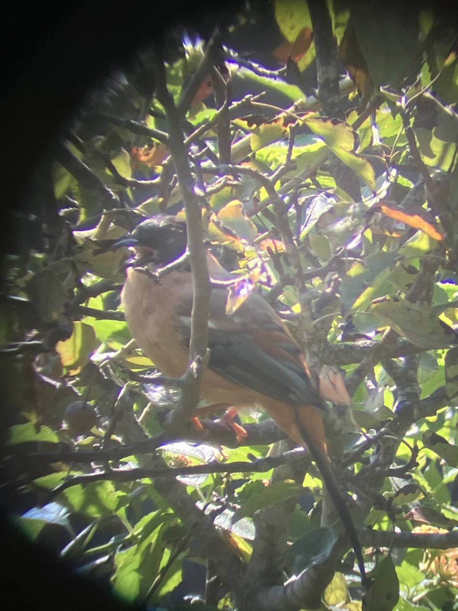 Rufous Sibia - ML643409087