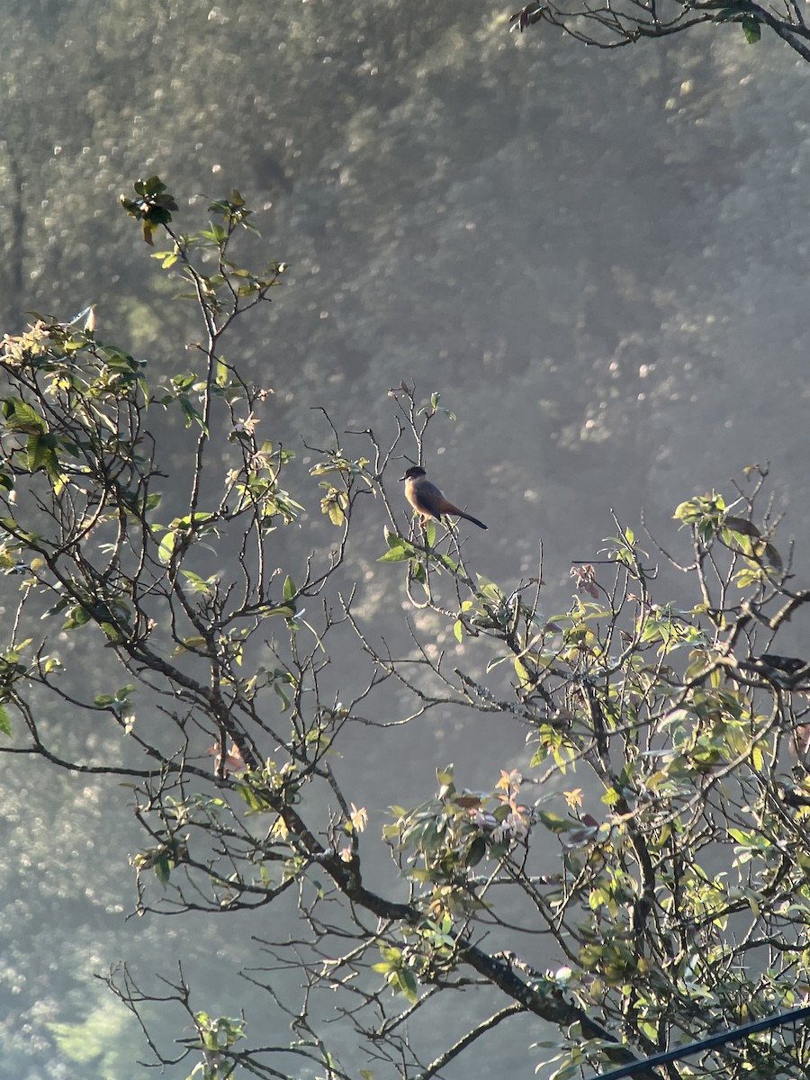 Rufous Sibia - ML643409089