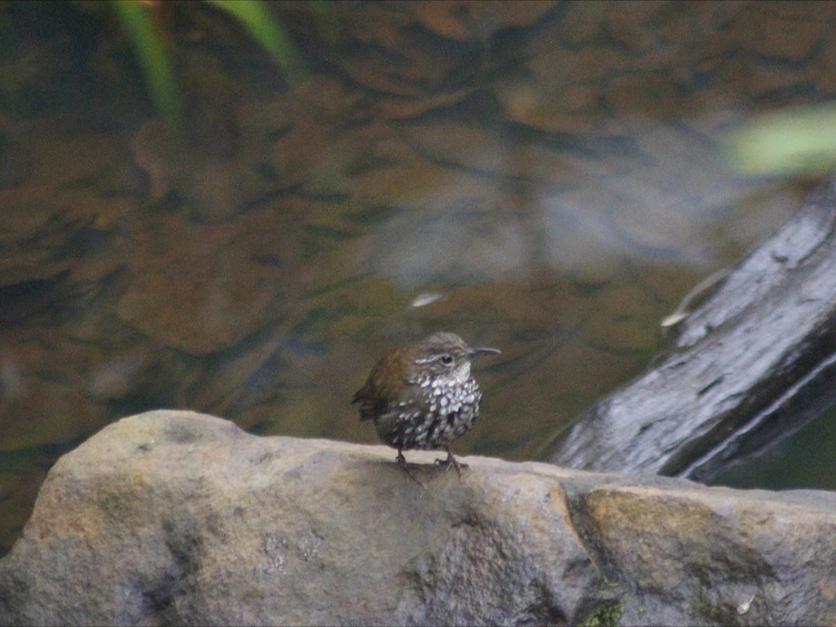 Sharp-tailed Streamcreeper - ML643409096