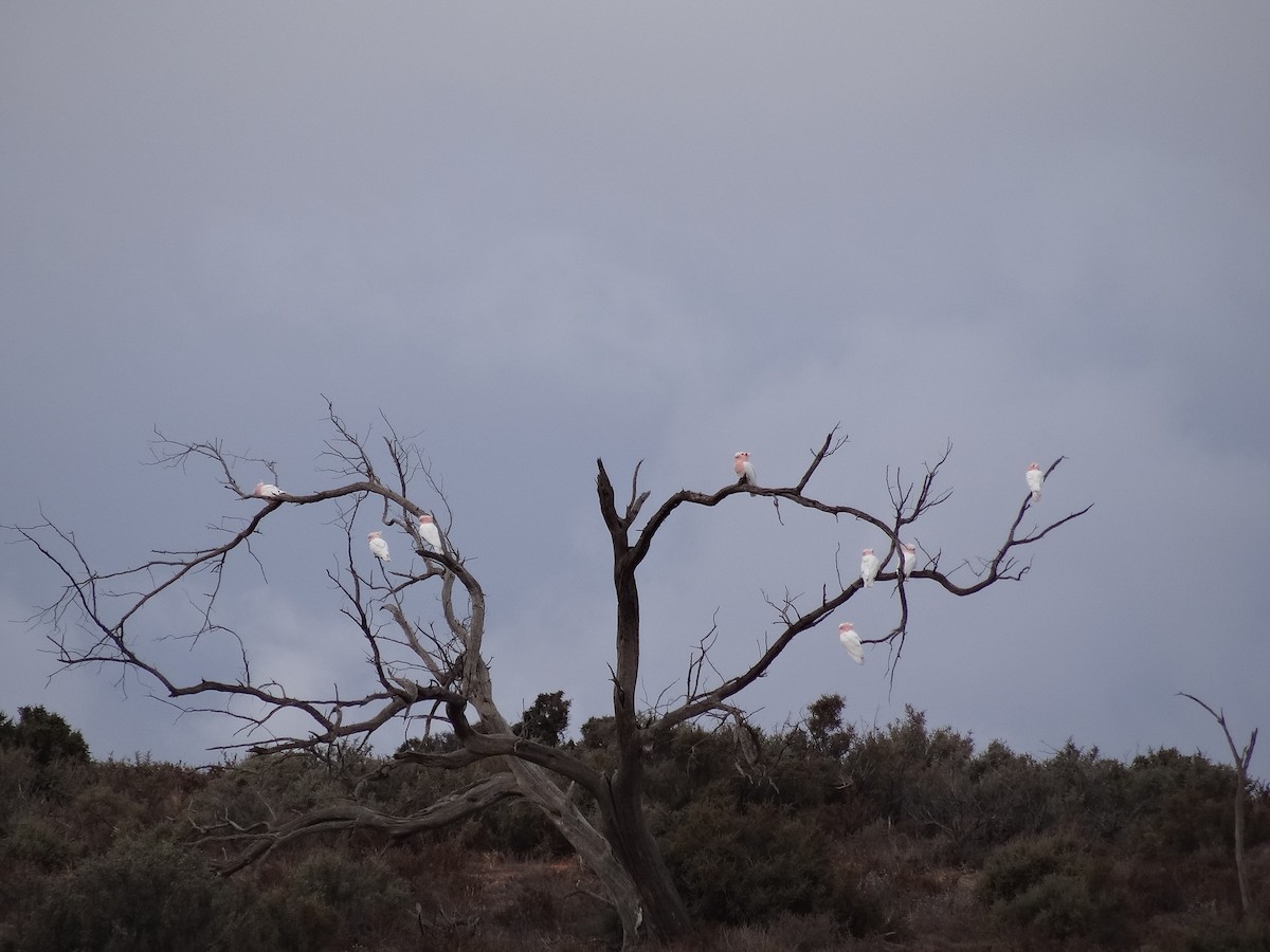 Pink Cockatoo - ML643409097