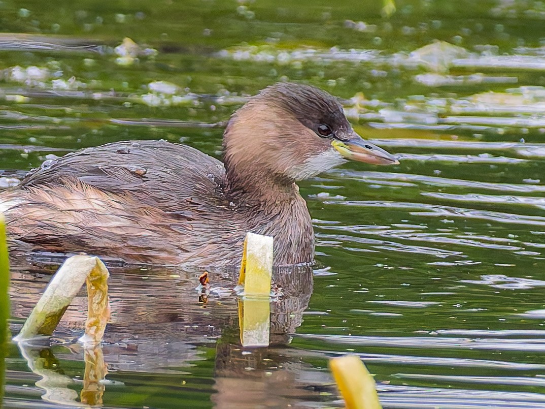 Little Grebe - ML643409098