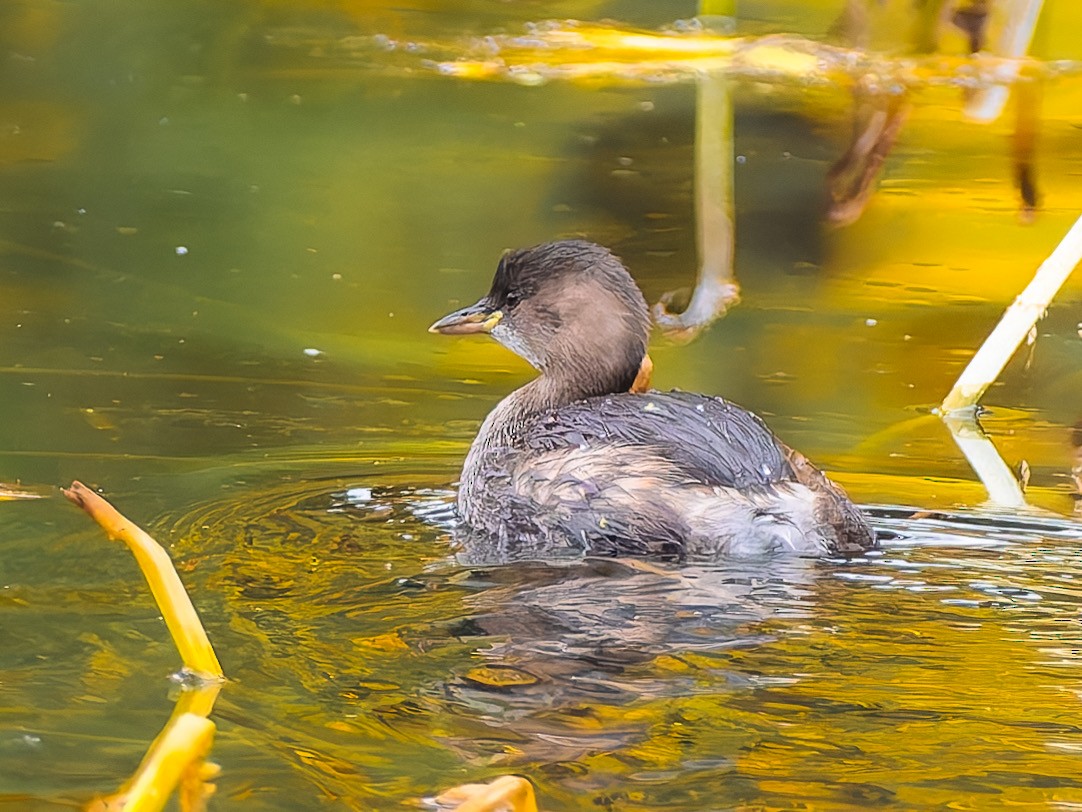 Little Grebe - ML643409099