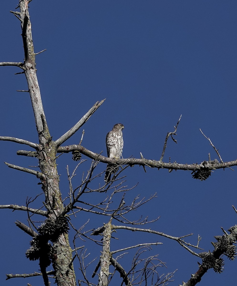 Cooper's Hawk - ML643409106