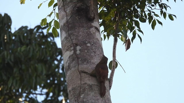 Red-billed Woodcreeper - ML643409120