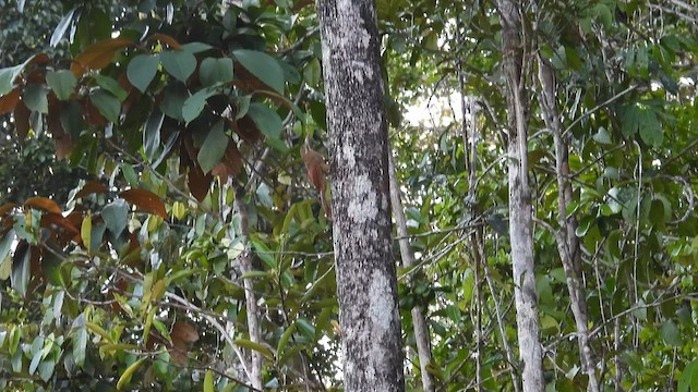 Red-billed Woodcreeper - ML643409121
