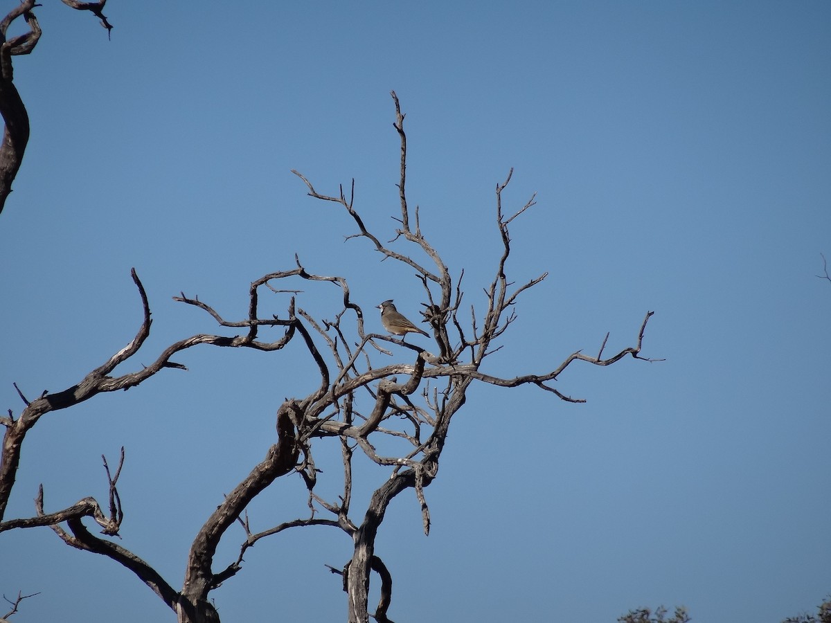 Crested Bellbird - ML643409127