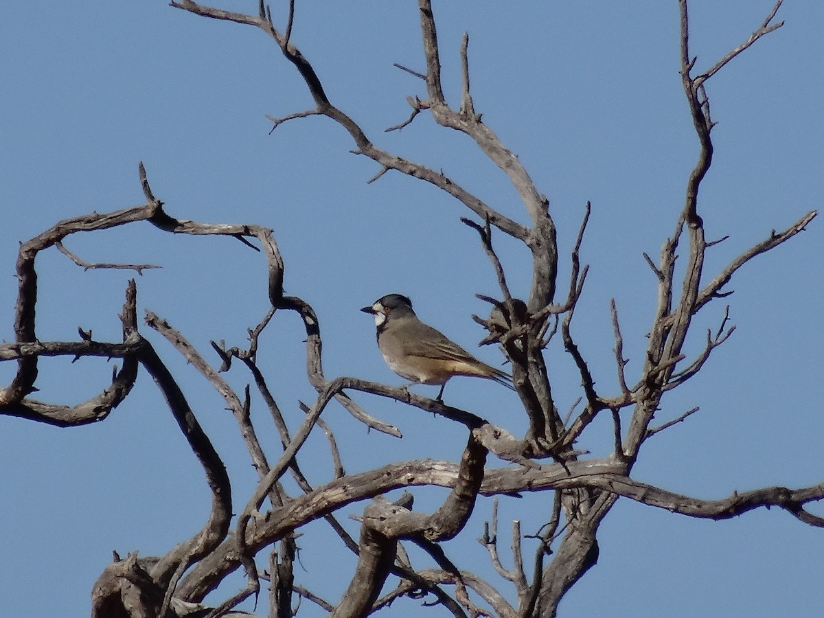 Crested Bellbird - ML643409137