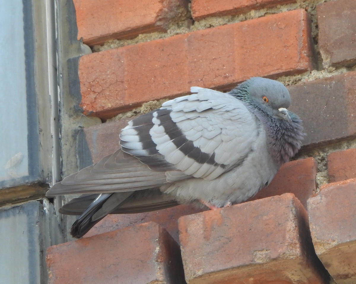 Rock Pigeon (Feral Pigeon) - ML643409142