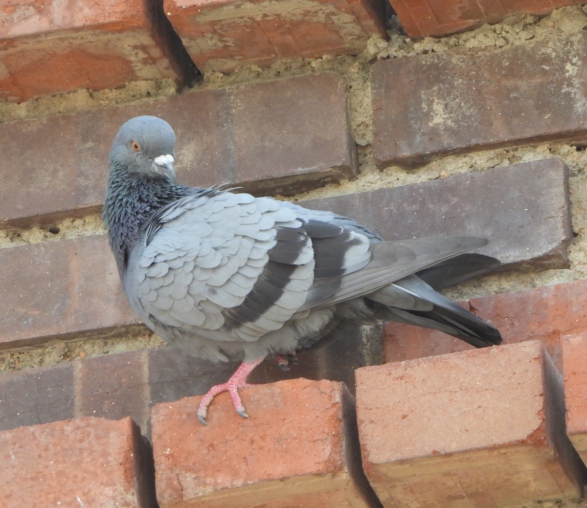 Rock Pigeon (Feral Pigeon) - ML643409143