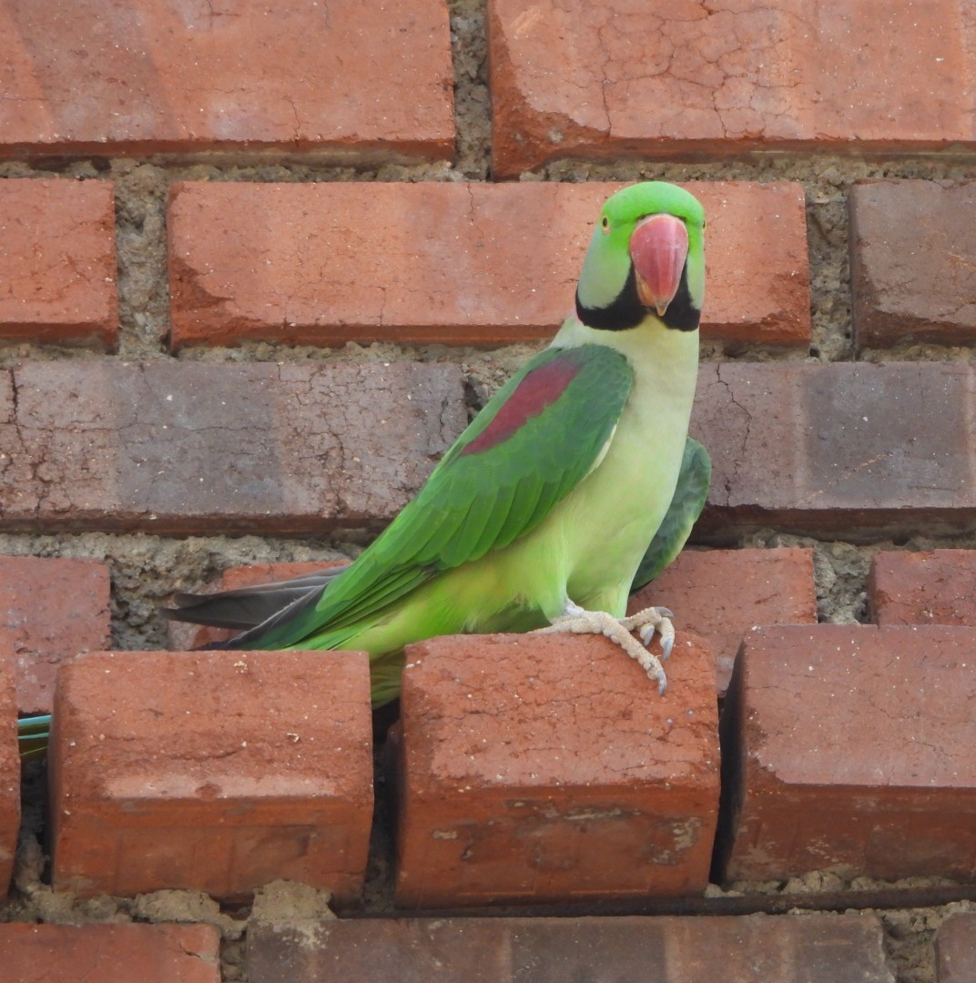Alexandrine Parakeet - ML643409149