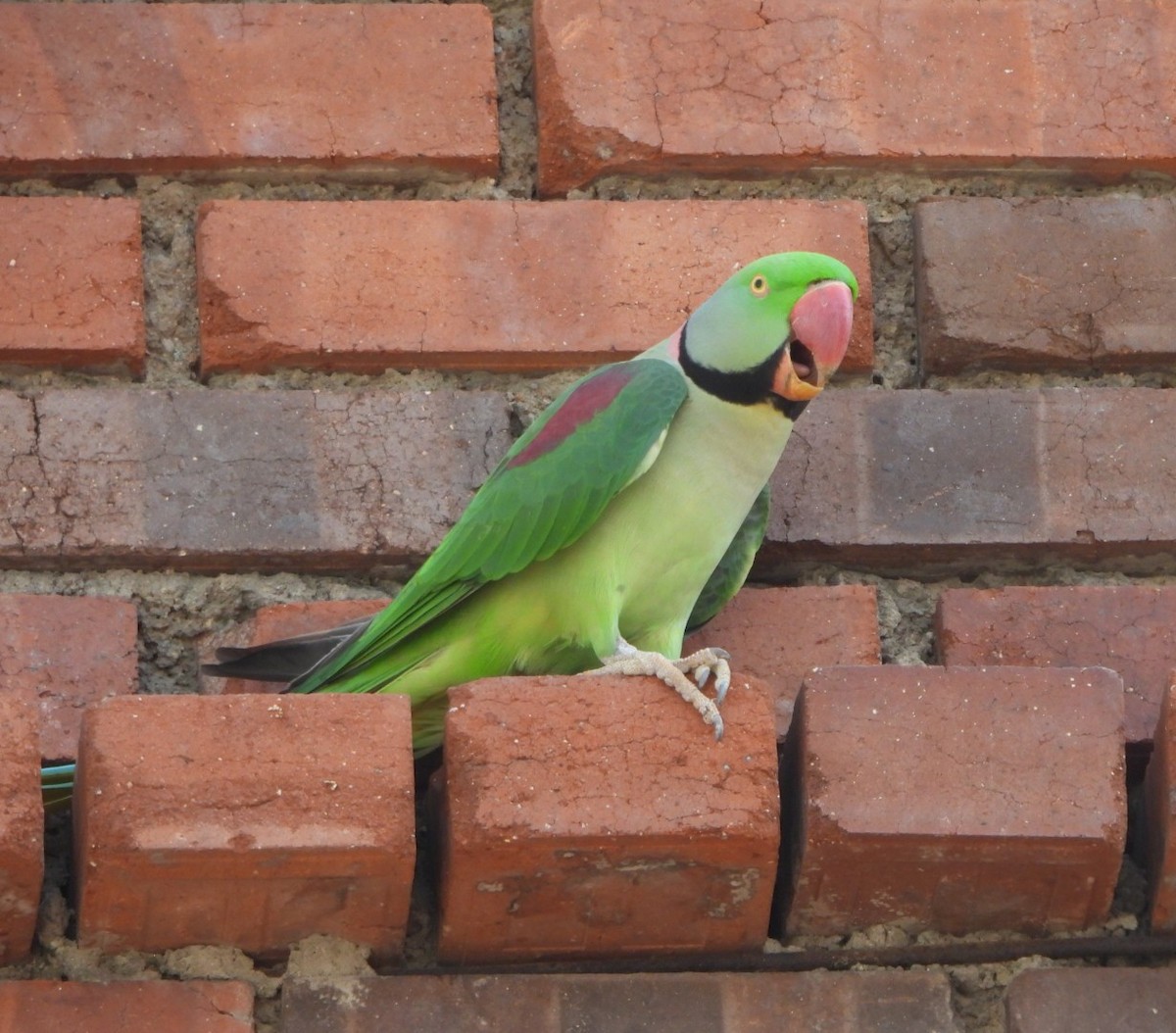 Alexandrine Parakeet - ML643409150