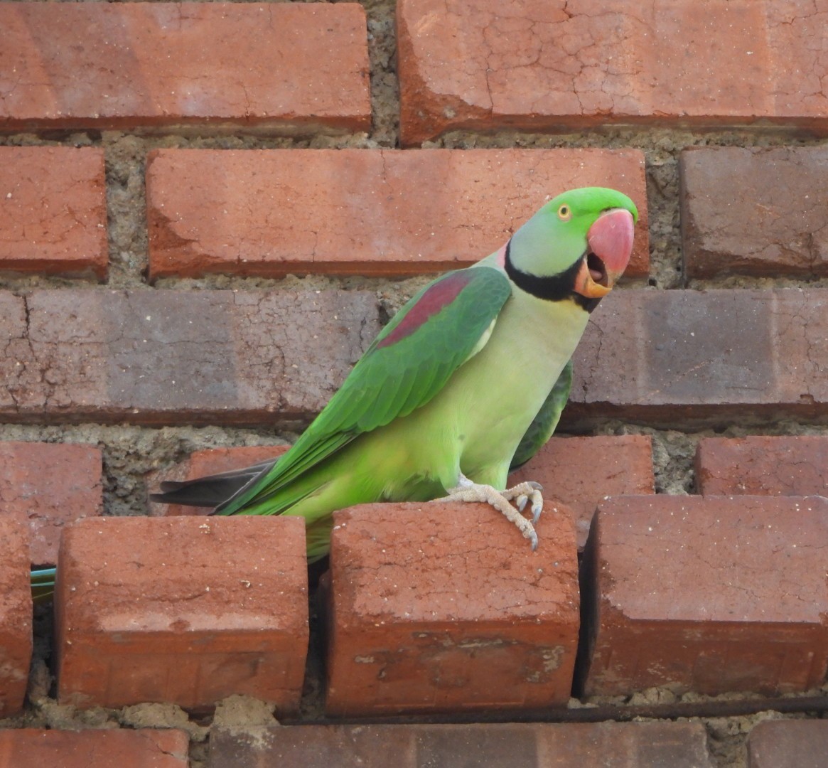 Alexandrine Parakeet - ML643409151