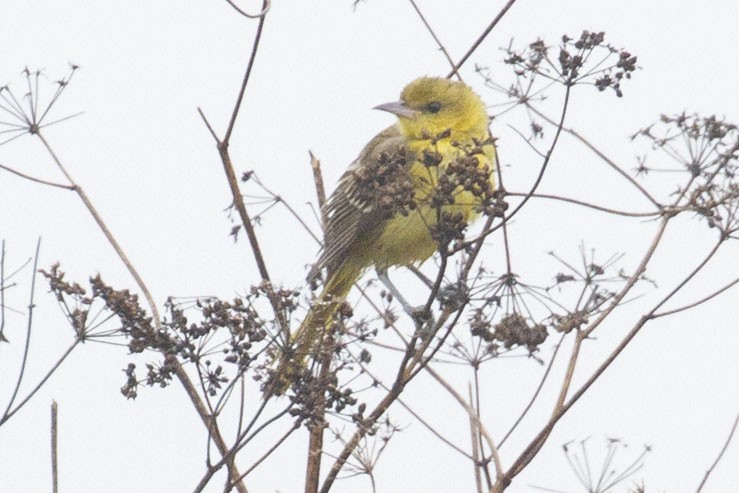 hagetrupial - ML643409159