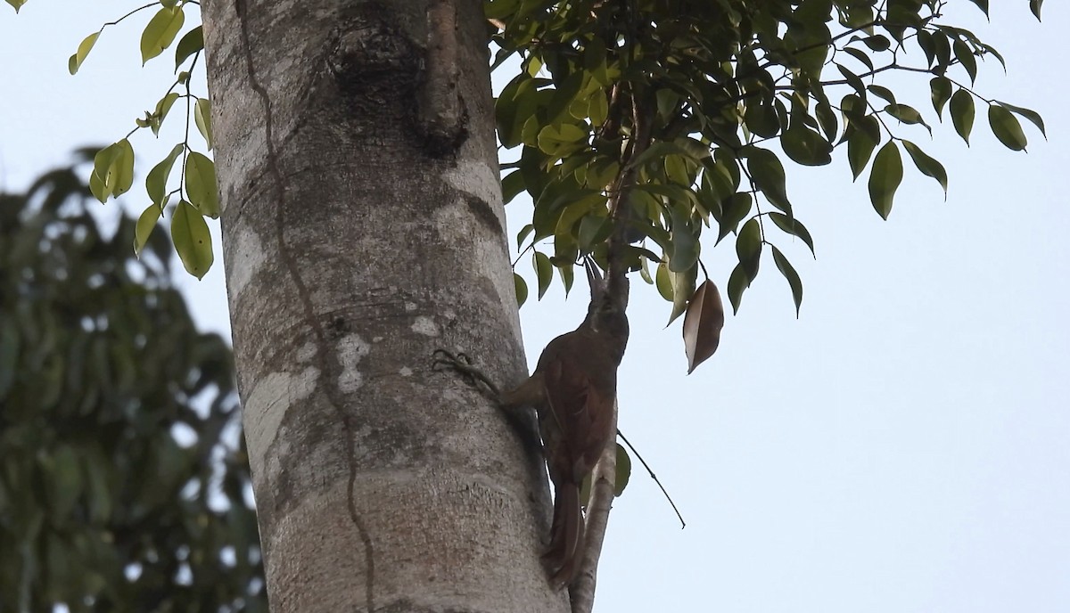 Red-billed Woodcreeper - ML643409163