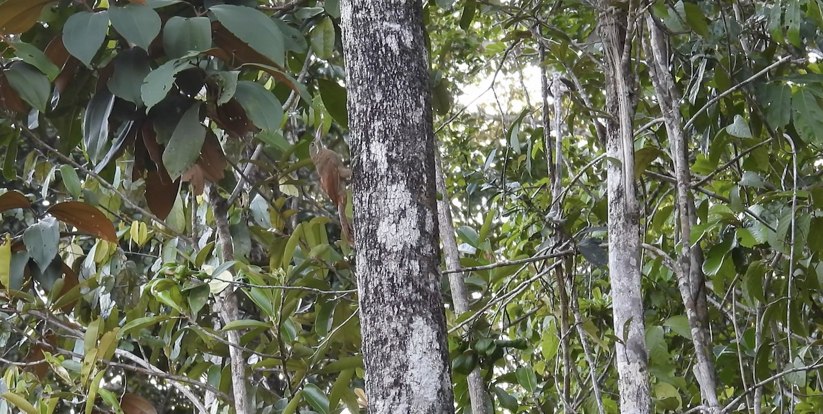 Red-billed Woodcreeper - ML643409164