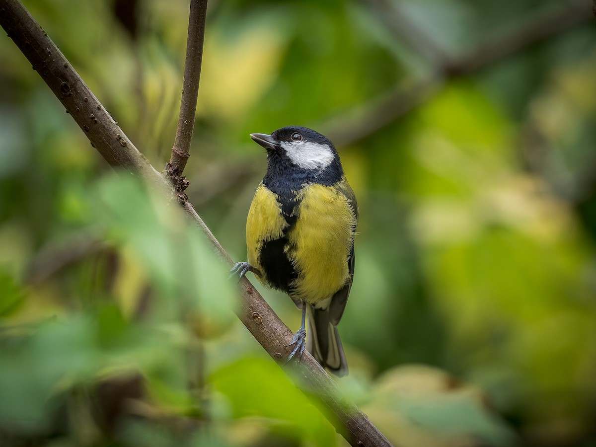 Great Tit - ML643409178