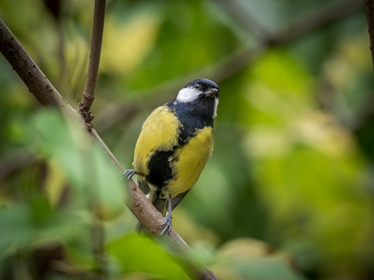 Great Tit - ML643409179