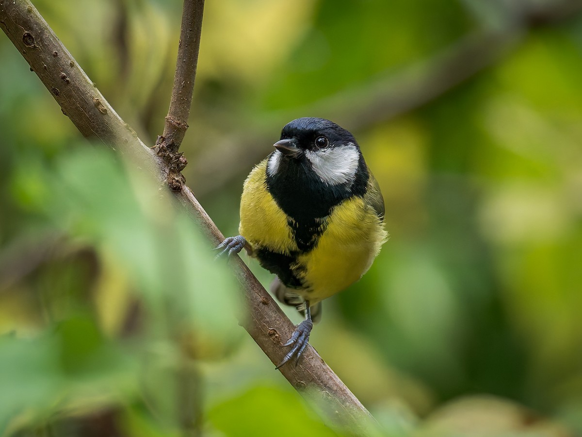 Great Tit - ML643409180