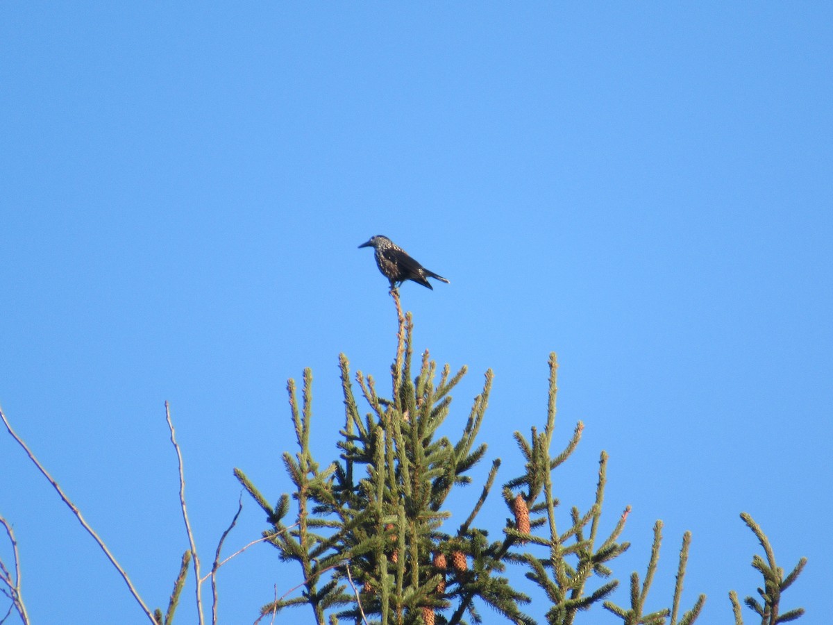 Northern Nutcracker - ML643409220