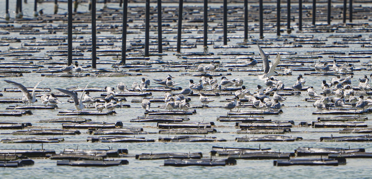 Great Crested Tern - ML643409229