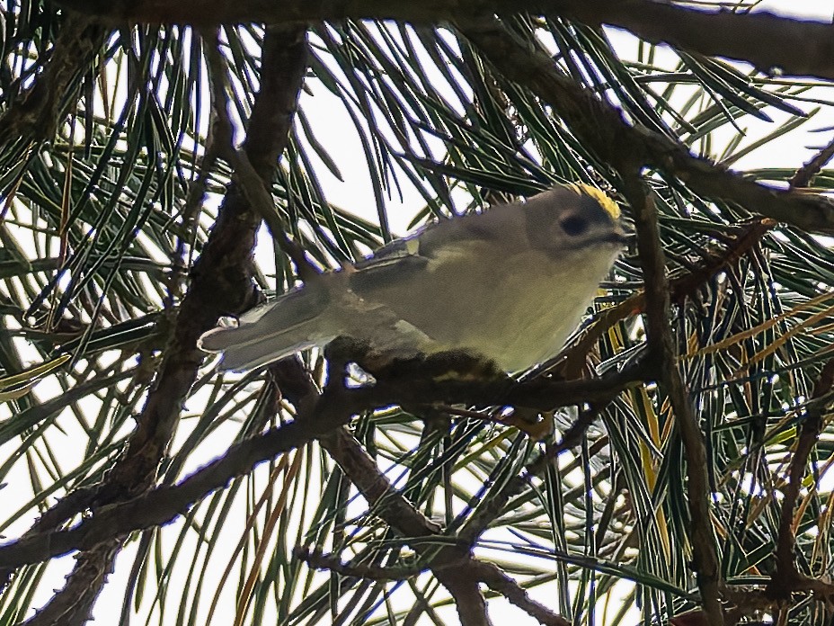 Goldcrest - ML643409230