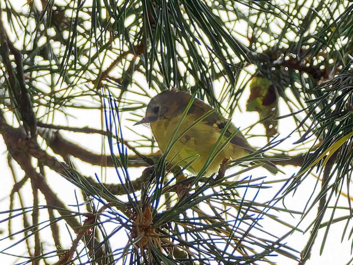 Goldcrest - ML643409231