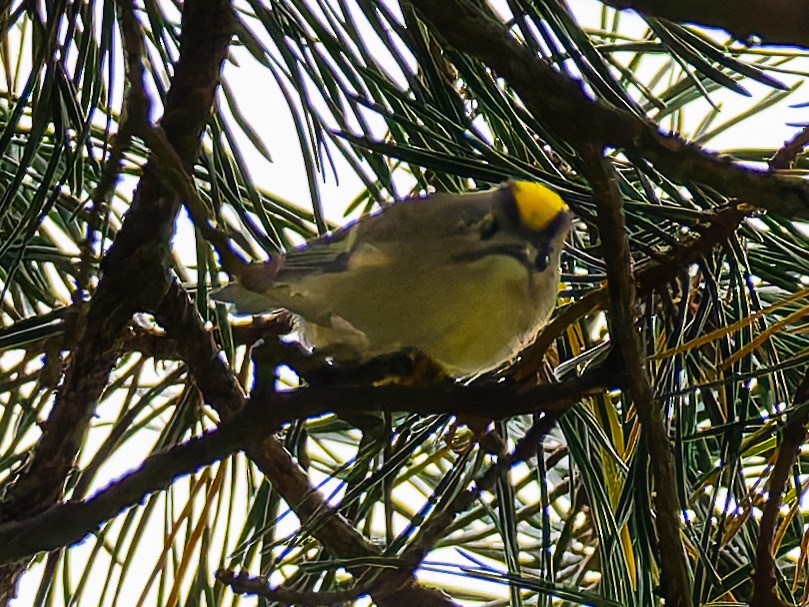 Goldcrest - ML643409232