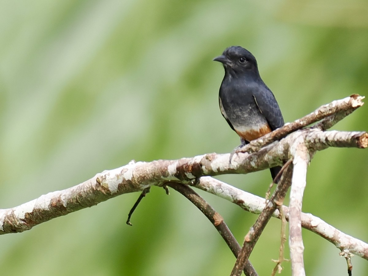 eBird Checklist - 6 Oct 2025 - PN Yasuní--Estación Añangu - 9 species