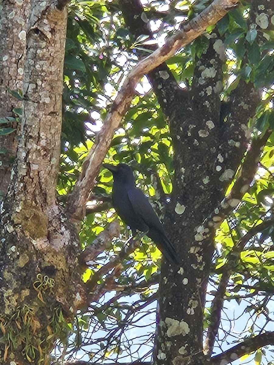 Large-billed Crow - ML643409236