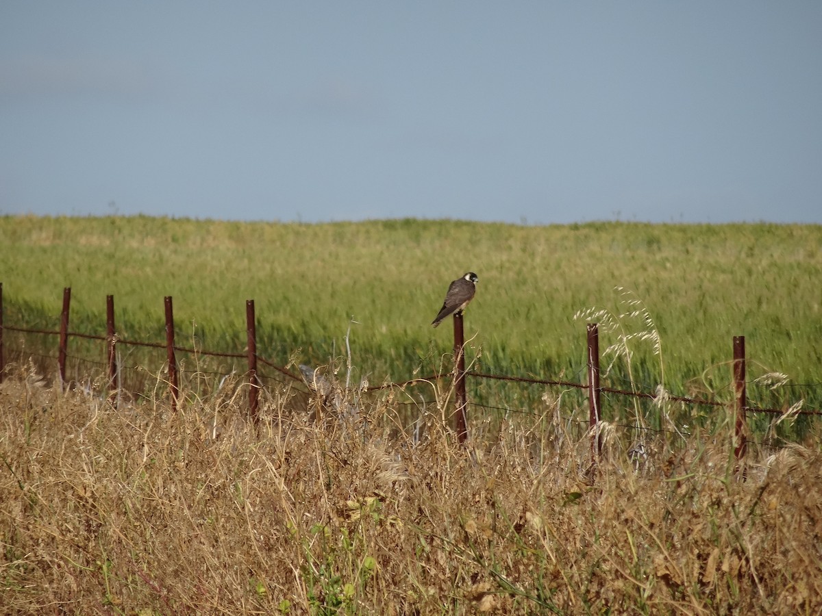 Australian Hobby - ML643409251