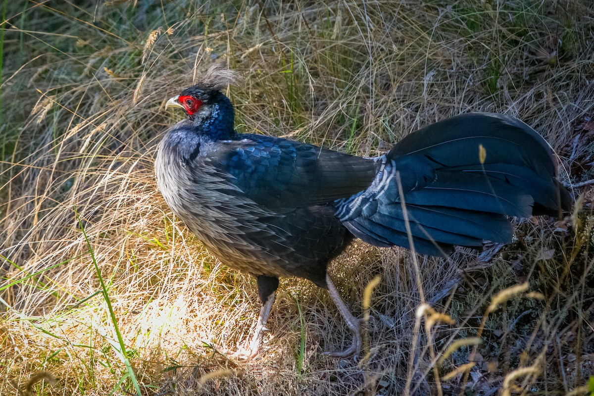 Kalij Pheasant - ML643409259