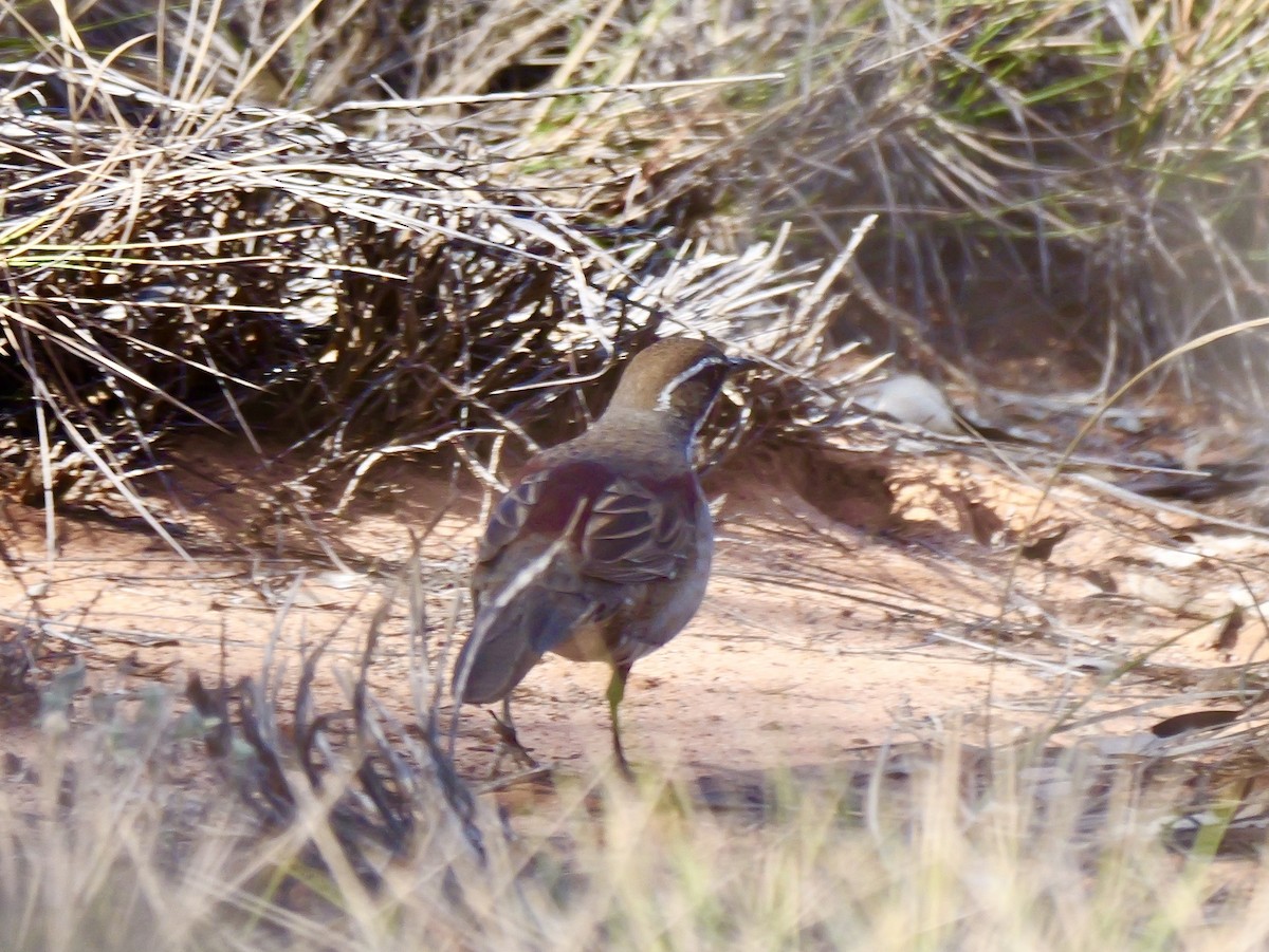 Chestnut Quail-thrush - ML643409261