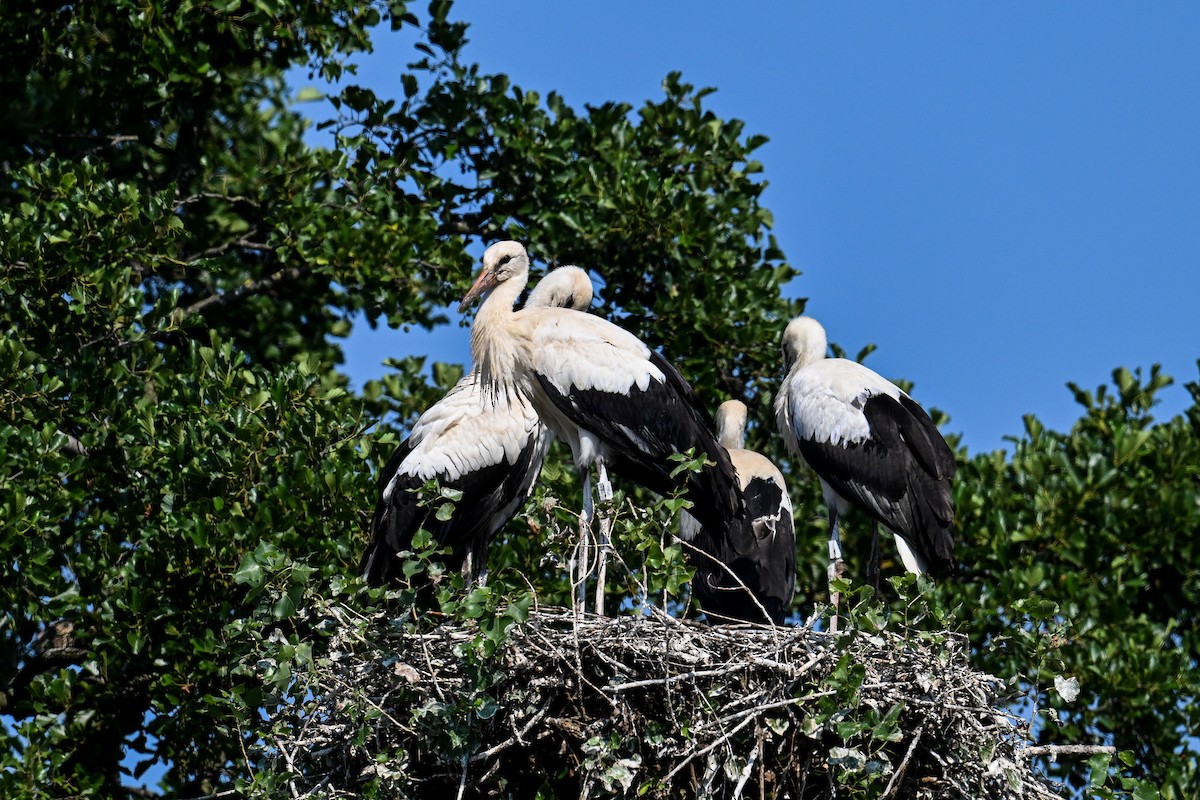 White Stork - ML643409270