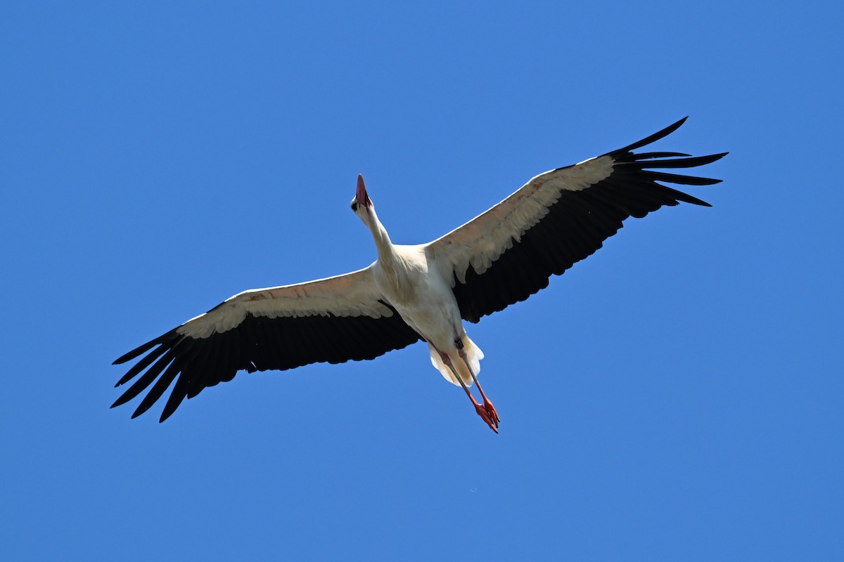 White Stork - ML643409278