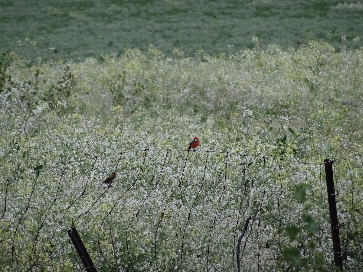 Crimson Chat - ML643409283