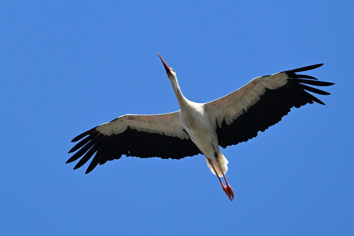 White Stork - ML643409284
