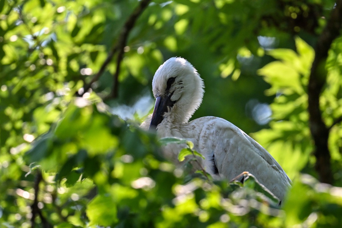 White Stork - ML643409286