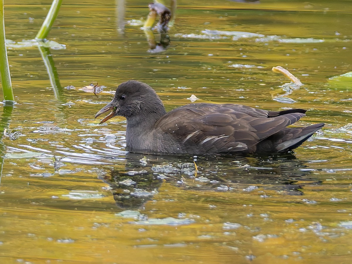 Eurasian Moorhen - ML643409296