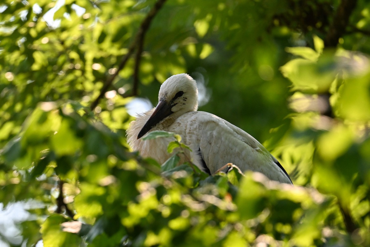 White Stork - ML643409302