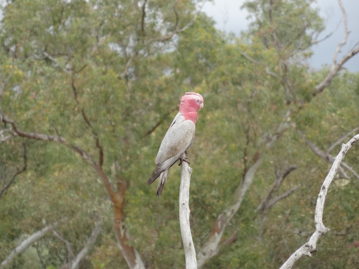 Galah - ML643409304