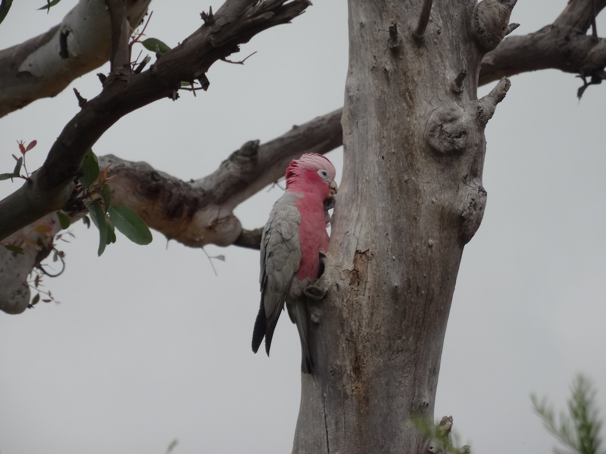 Galah - ML643409306