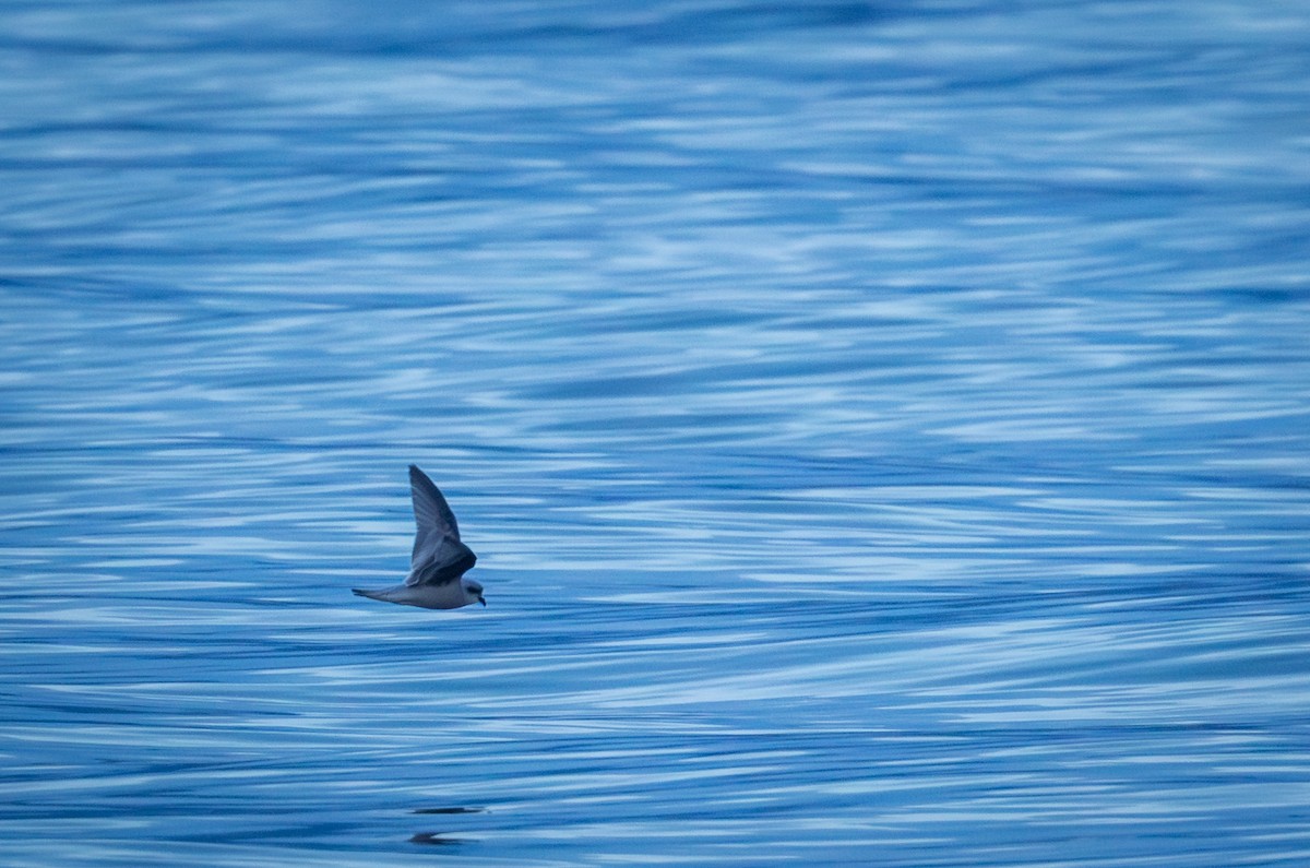Fork-tailed Storm-Petrel - ML643409307